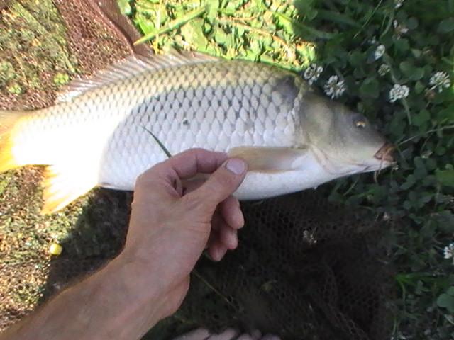 pestiiiiiiiiiiii - pic3809.JPG